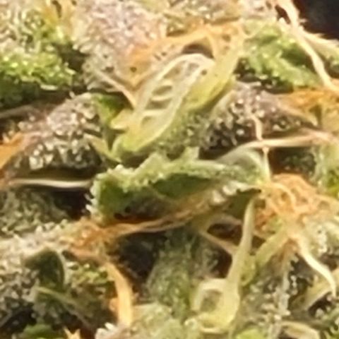 Chocolate mints og auto growlog photo: Choco and Doro soooooooo cool looking 😎 