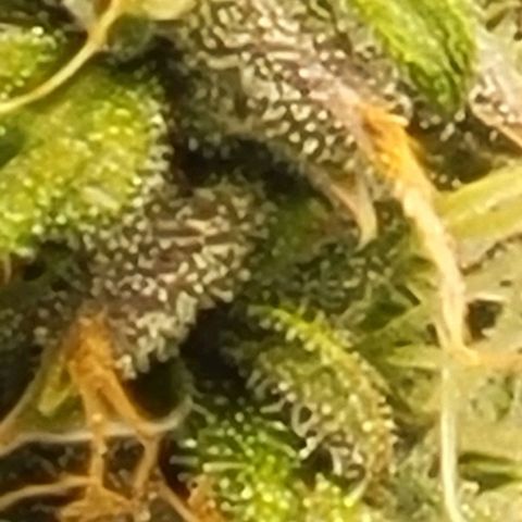 Chocolate mints og auto growlog photo: Choco and Doro soooooooo cool looking 😎 