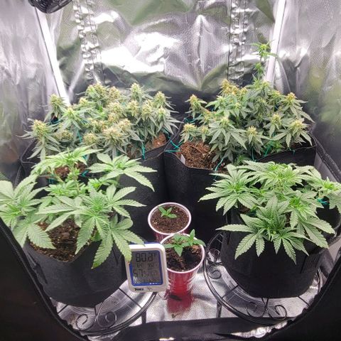 Chocolate mints og auto growlog photo: Choco and Doro soooooooo cool looking 😎 