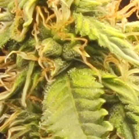 Chocolate mints og auto growlog photo: Choco and Doro soooooooo cool looking 😎 