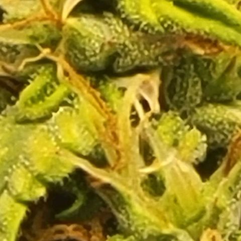 Chocolate mints og auto growlog photo: Choco and Doro soooooooo cool looking 😎 