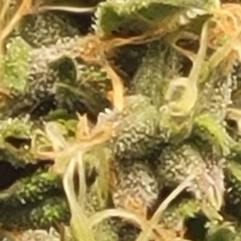 Chocolate mints og auto growlog photo: Choco and Doro soooooooo cool looking 😎 