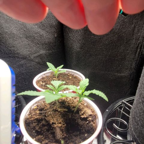 GREAT UNKNOWN  growlog photo: Lil suckers are taking off 