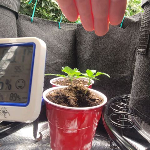 GREAT UNKNOWN  growlog photo: Lil suckers are taking off 