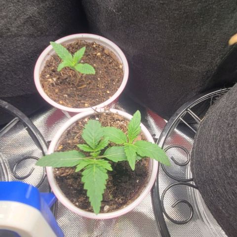 GREAT UNKNOWN  growlog photo: Lil suckers are taking off 