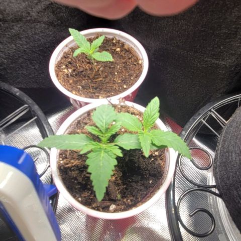 GREAT UNKNOWN  growlog photo: Lil suckers are taking off 