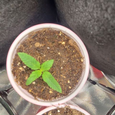 GREAT UNKNOWN  growlog photo: Lil suckers are taking off 
