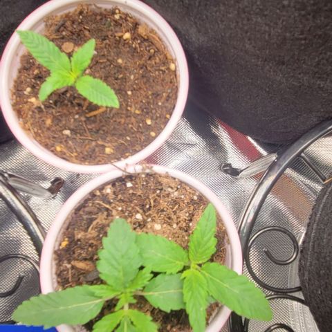GREAT UNKNOWN  growlog photo: Lil suckers are taking off 