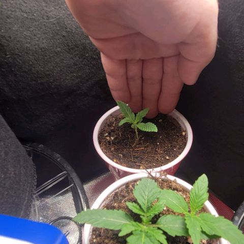GREAT UNKNOWN  growlog photo: Lil suckers are taking off 