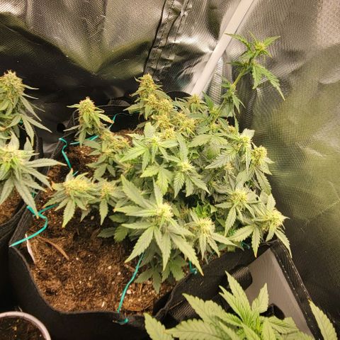Chocolate mints og auto growlog timeline photo