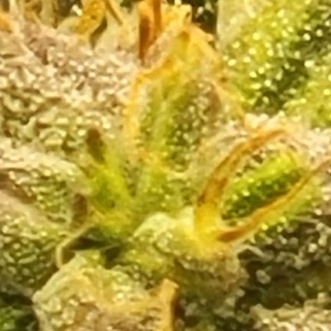 Chocolate mints og auto growlog timeline photo