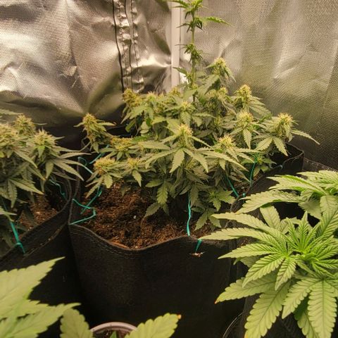 Chocolate mints og auto growlog timeline photo