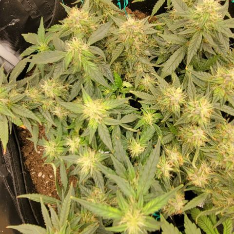 Chocolate mints og auto growlog timeline photo