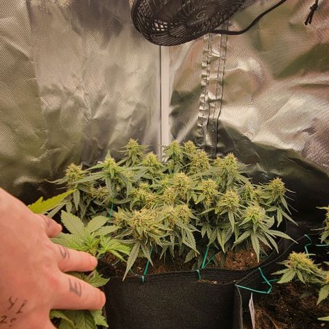 Chocolate mints og auto growlog timeline photo