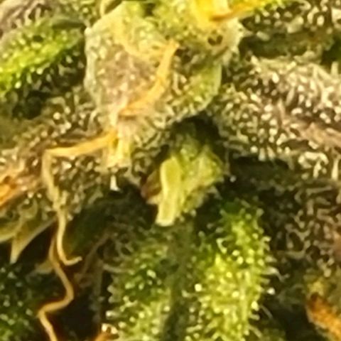 Chocolate mints og auto growlog timeline photo