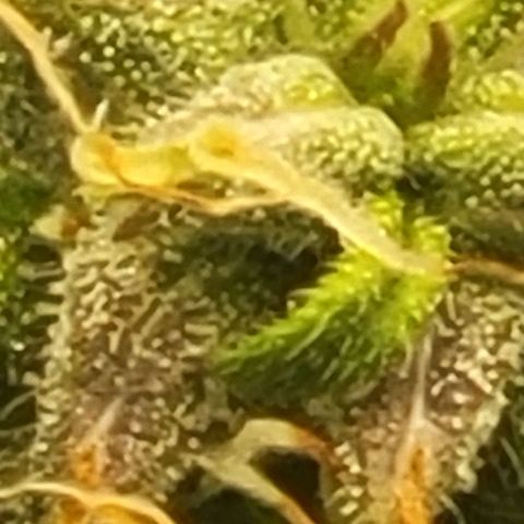 Chocolate mints og auto growlog timeline photo