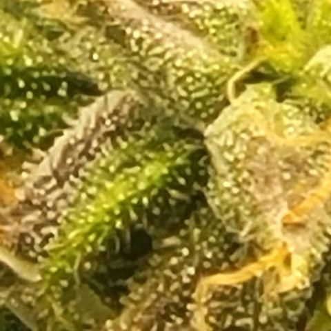 Chocolate mints og auto growlog timeline photo