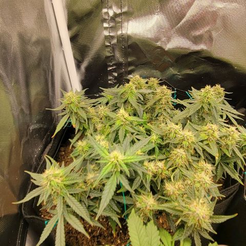 Chocolate mints og auto growlog timeline photo