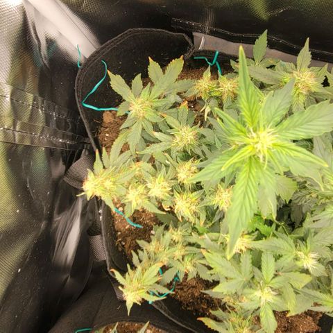 Chocolate mints og auto growlog timeline photo