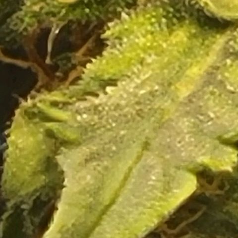Chocolate mints og auto growlog timeline photo