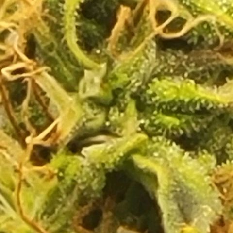 Chocolate mints og auto growlog timeline photo