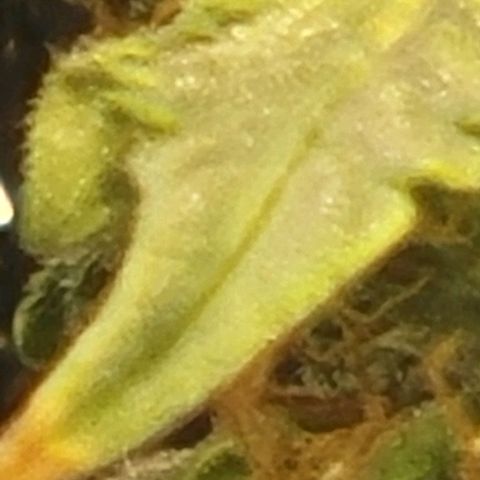 Chocolate mints og auto growlog timeline photo