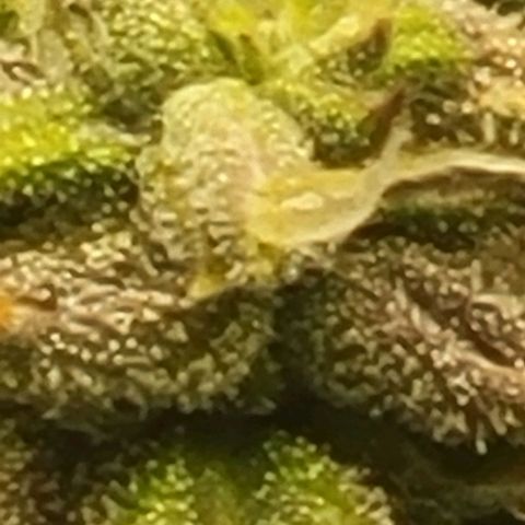 Chocolate mints og auto growlog timeline photo
