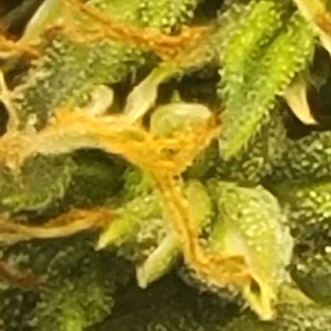 Chocolate mints og auto growlog timeline photo