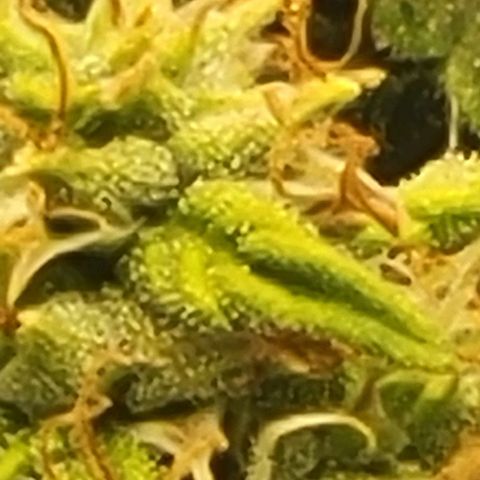 Chocolate mints og auto growlog timeline photo