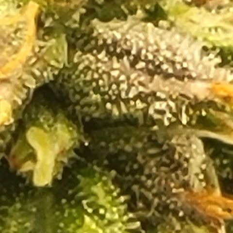 Chocolate mints og auto growlog timeline photo