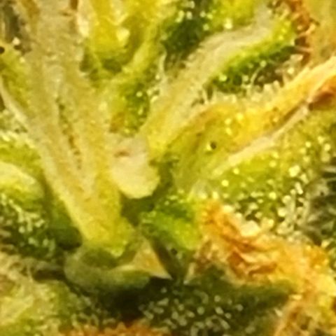Chocolate mints og auto growlog timeline photo