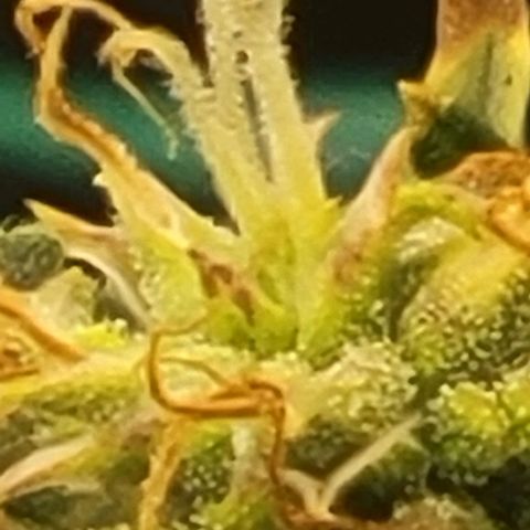 Chocolate mints og auto growlog timeline photo