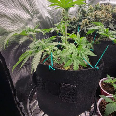 Chocolate mints og auto growlog timeline photo
