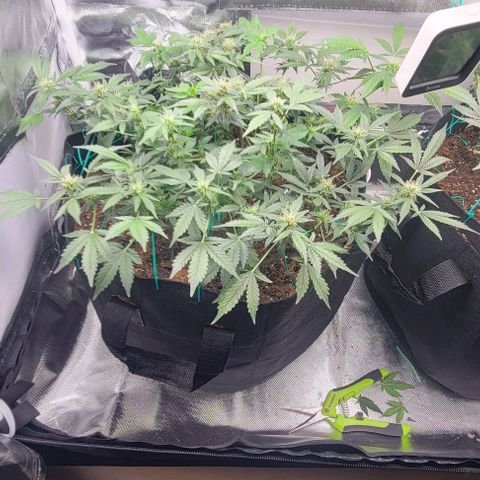 Chocolate mints og auto growlog timeline photo