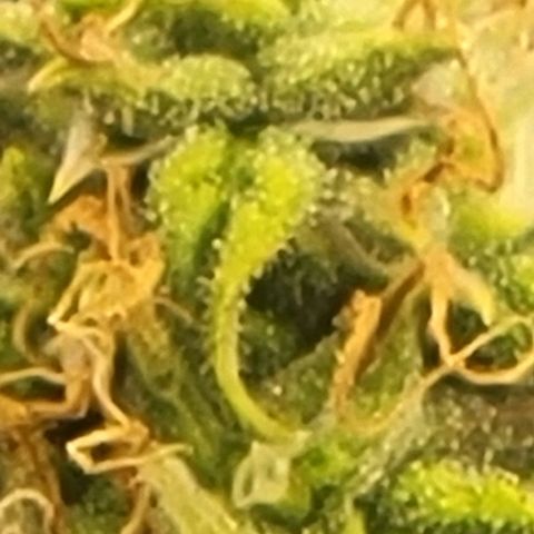 Chocolate mints og auto growlog timeline photo