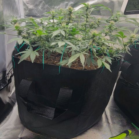 Chocolate mints og auto growlog timeline photo