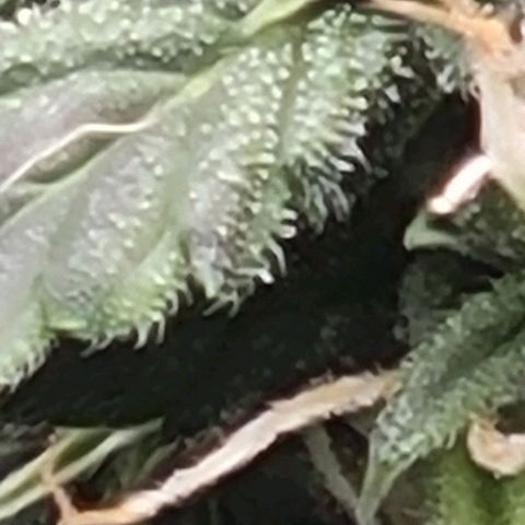 Chocolate mints og auto growlog timeline photo
