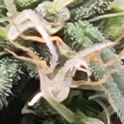 Chocolate mints og auto growlog timeline photo