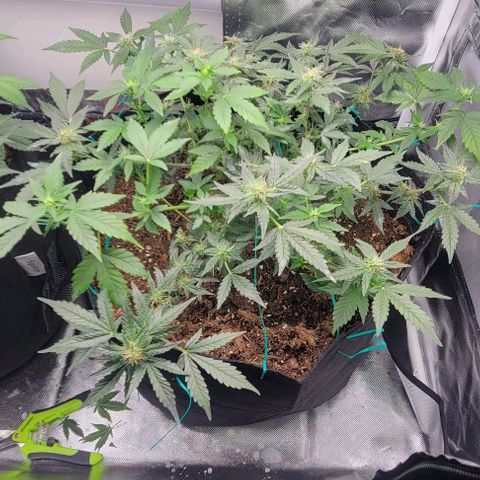 Chocolate mints og auto growlog timeline photo