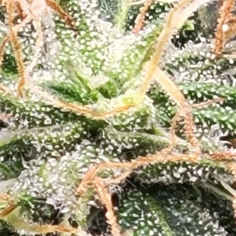 Chocolate mints og auto growlog timeline photo