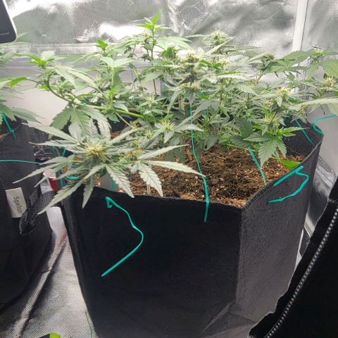 Chocolate mints og auto growlog timeline photo