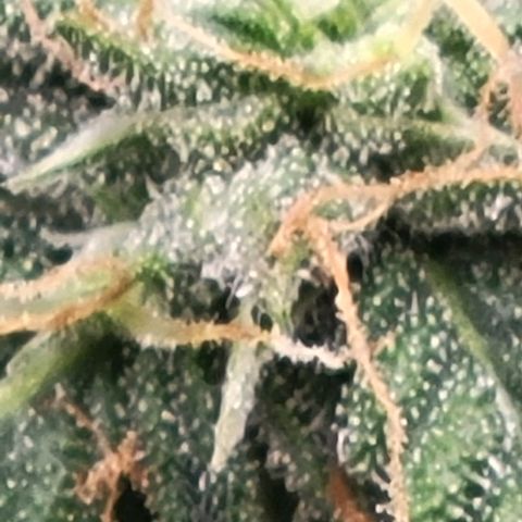 Chocolate mints og auto growlog timeline photo