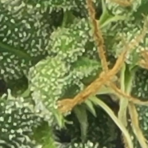 Chocolate mints og auto growlog timeline photo