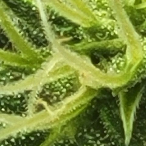 Chocolate mints og auto growlog timeline photo