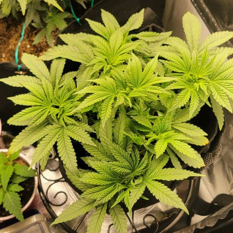 Shango church growlog photo: She's plumping up lol