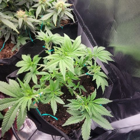 Shango church growlog photo: She's plumping up lol