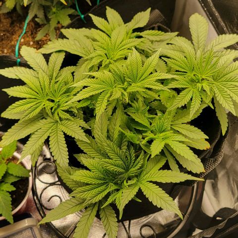 Shango church growlog photo: She's plumping up lol