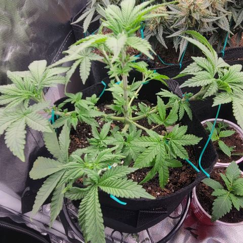 Shango church growlog photo: She's plumping up lol