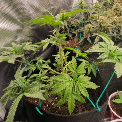 Shango church growlog photo: She's plumping up lol