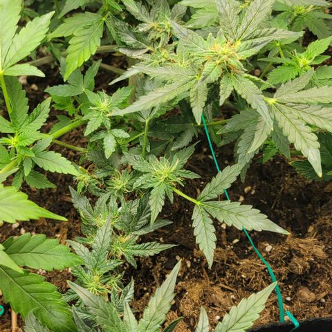 Chocolate mints og auto growlog timeline photo